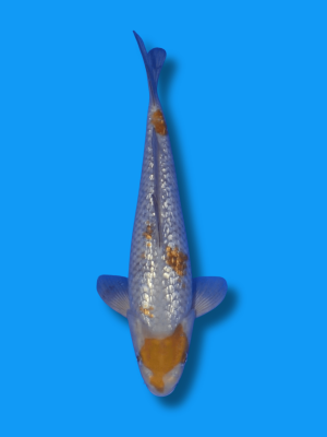 Ginrin Ochiba Shigure | Koi&Co.